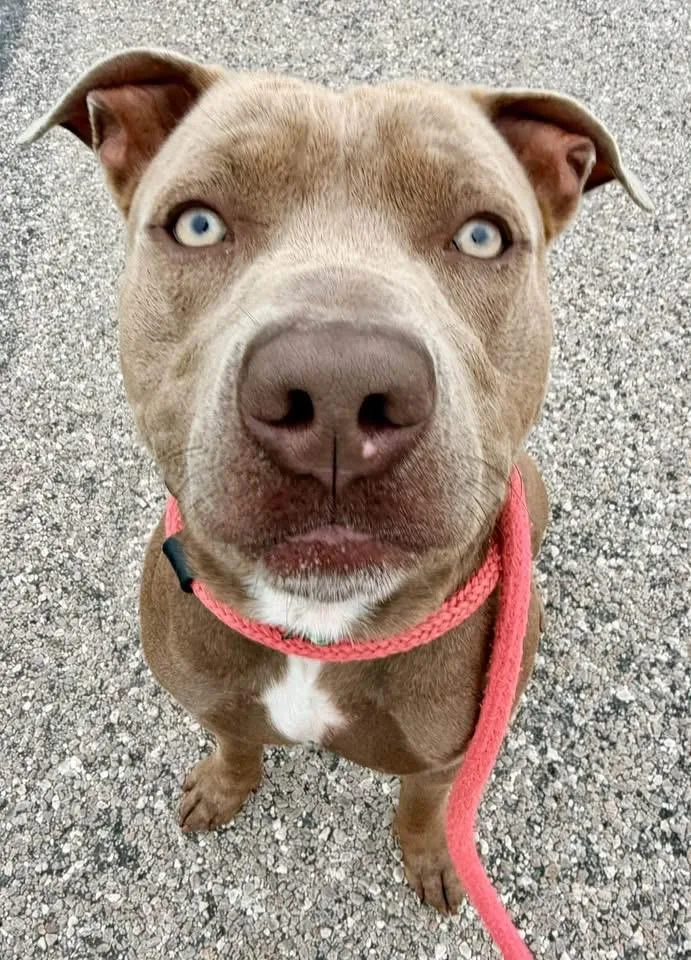 A young large-sized male Pit Bull Terrier dog named Ozzy for adoption in Dillsburg, PA