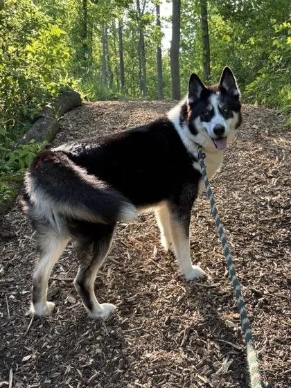 Samson Pete