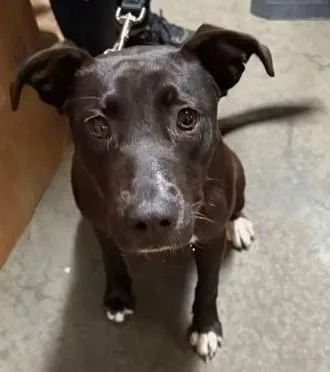 A young medium-sized female Black Mixed Breed dog named Lottie for adoption in North Myrtle Beach, SC