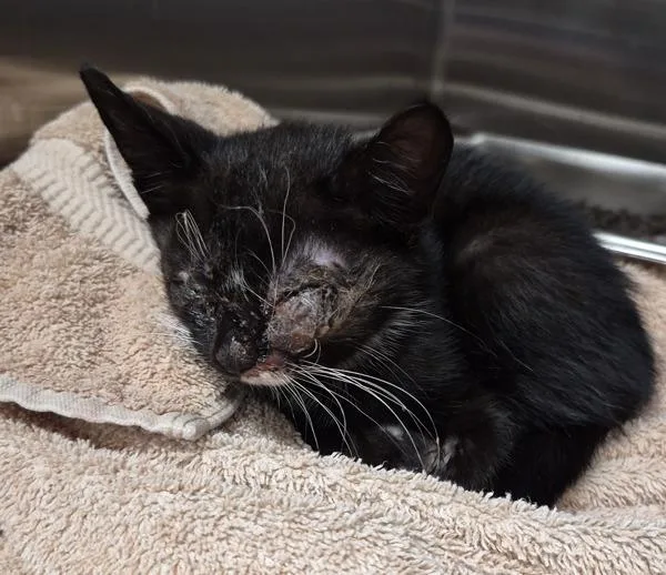 A baby small-sized male Domestic Short Hair cat named Kd Curry for adoption in Lawrenceville, GA