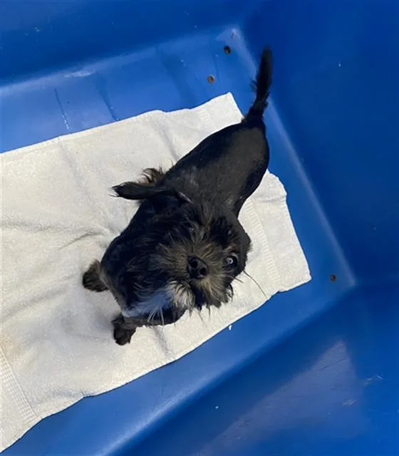 A young medium-sized female Mixed Breed dog named Padame for adoption in Dallas, TX