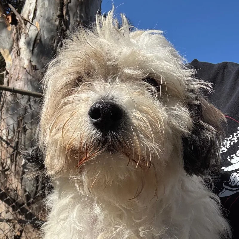 An adult small-sized male Maltese dog named Chewbacca for adoption in Sonoma, CA