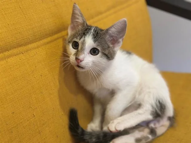 A baby small-sized male Domestic Short Hair cat named Joey for adoption in Santa Clara, CA