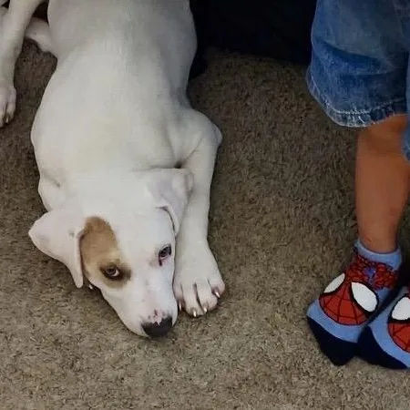 A baby medium-sized male White / Cream Labrador Retriever dog named Dune for adoption in Austin, TX