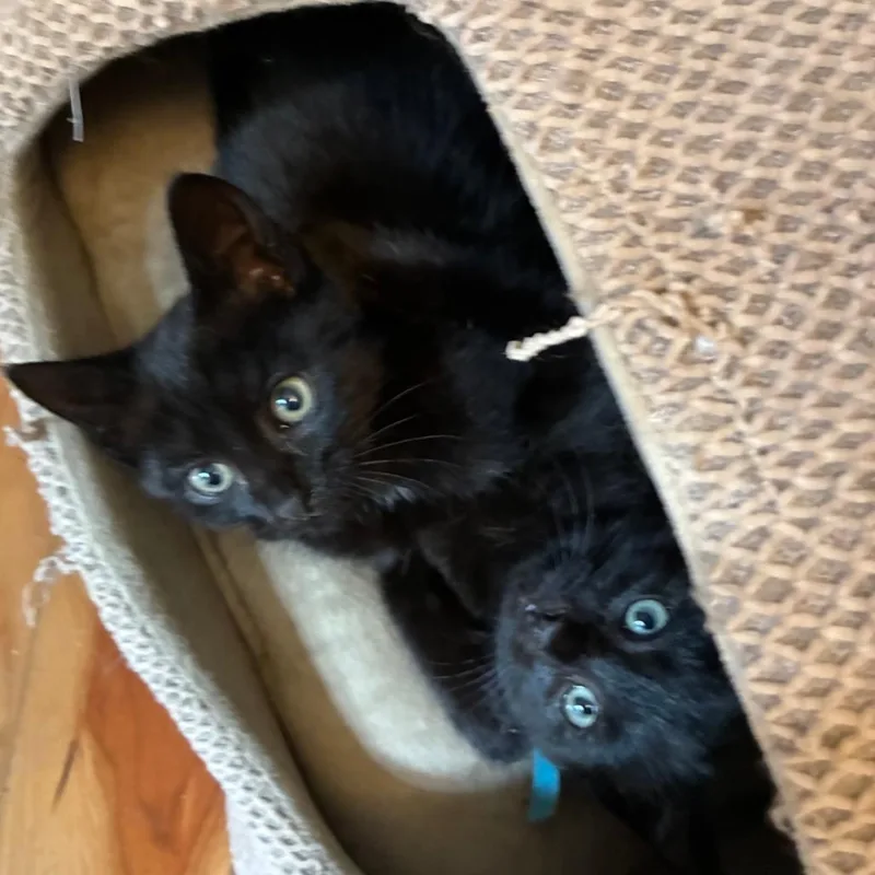 A baby small-sized male Domestic Short Hair cat named Okra for adoption in Cumming, GA