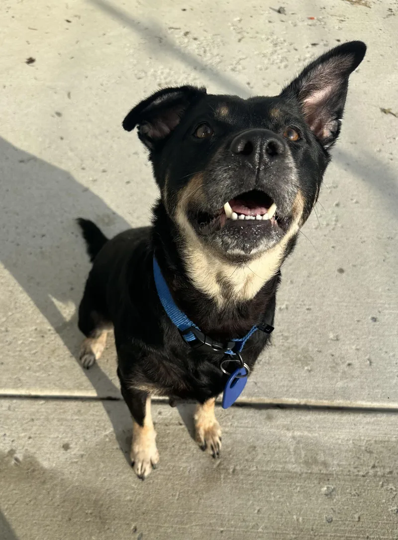 An adult medium-sized female Australian Cattle Dog / Blue Heeler dog named Angel for adoption in Manassas, VA