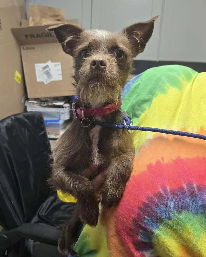 A young small-sized female Brown / Chocolate Terrier dog named Tina for adoption in Waverly, OH