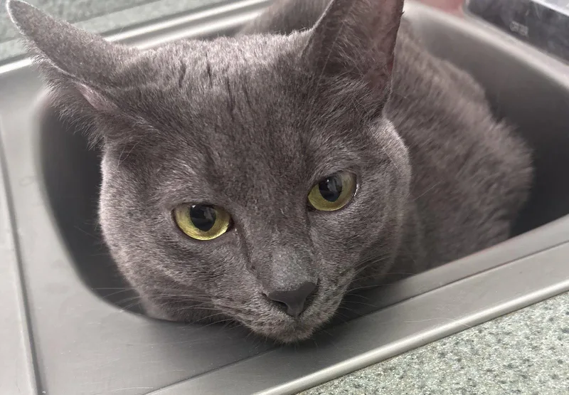 An adult medium-sized female Gray / Blue / Silver Domestic Short Hair cat named Stella H CL for adoption in Kansas City, MO