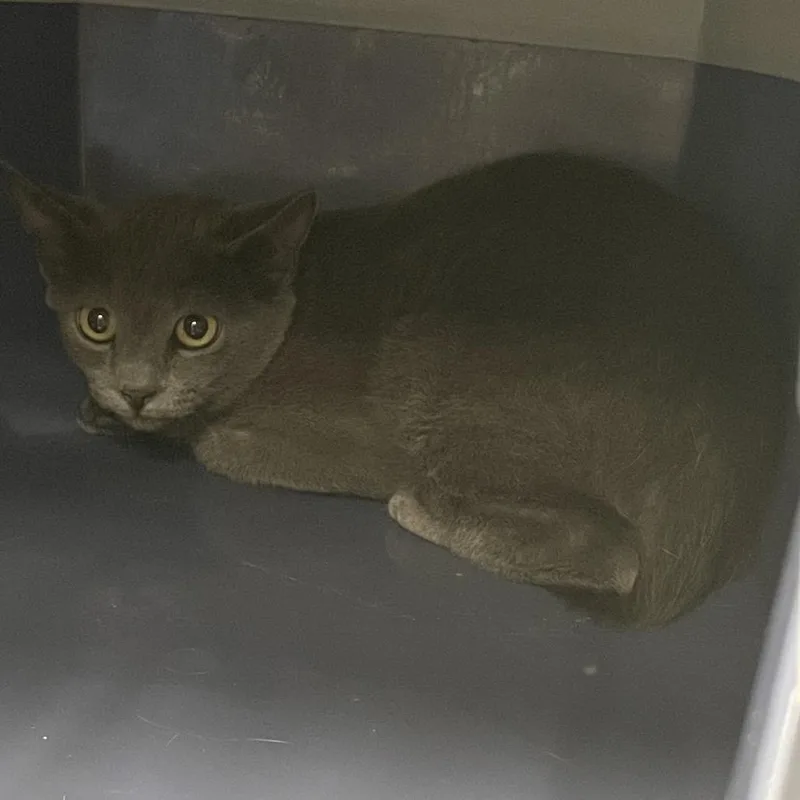 A baby small-sized female Gray / Blue / Silver Domestic Short Hair cat named Muffin for adoption in Port Charlotte, FL