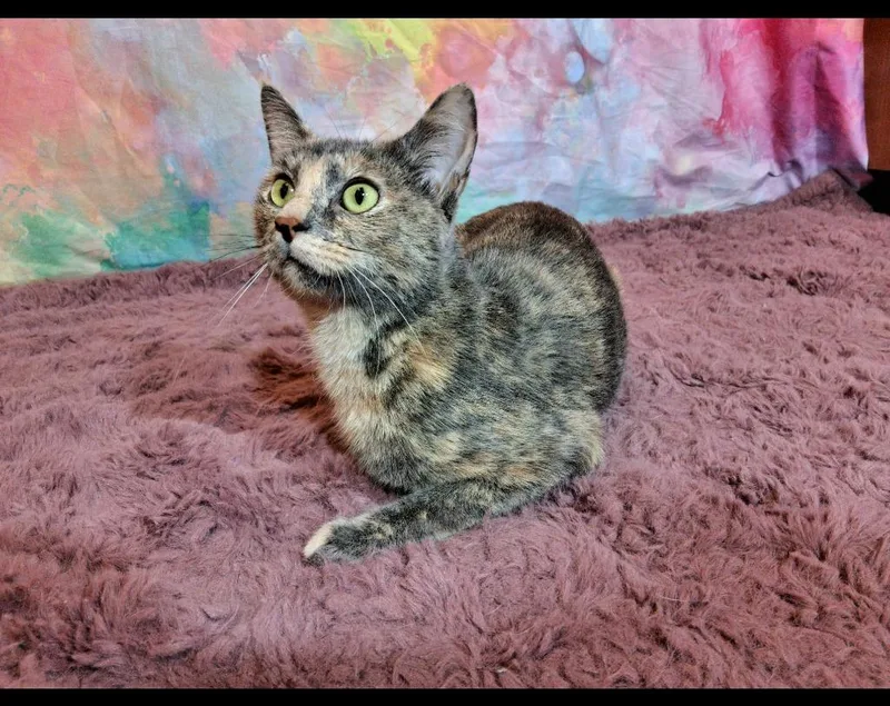 A young medium-sized female Domestic Short Hair cat named Sarah for adoption in Wintersville, OH