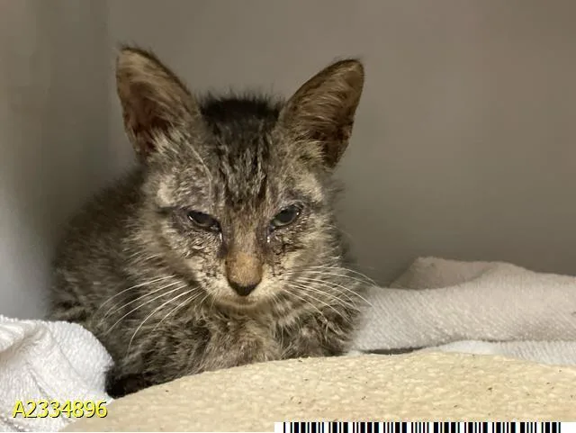 A baby small-sized male Domestic Short Hair cat named Romeo for adoption in West Palm Beach, FL