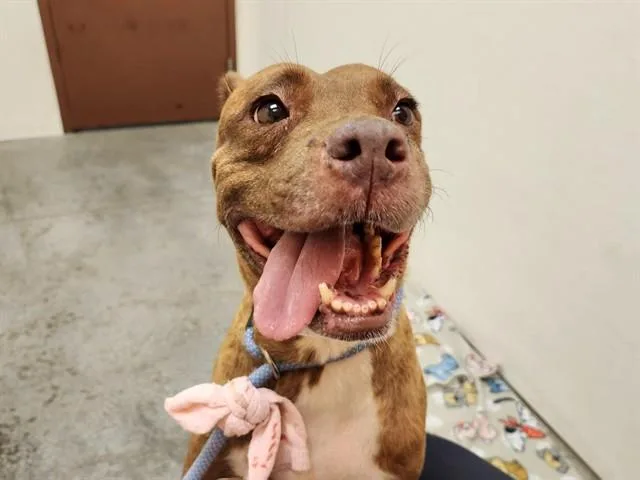 An adult large-sized female Pit Bull Terrier dog named Fuji for adoption in Phoenix, AZ