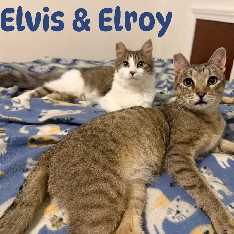 Elvis & Elroy