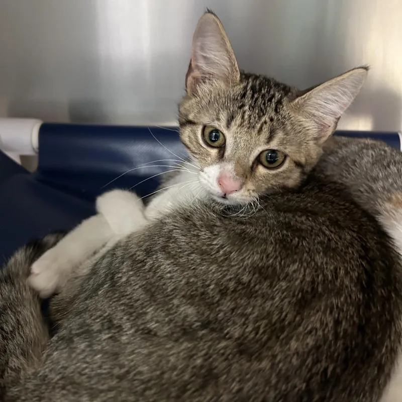 A baby small-sized male Brown / Chocolate Domestic Short Hair cat named Carter for adoption in Lakeland, FL