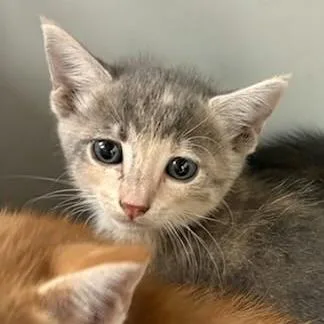 A baby small-sized female Domestic Short Hair cat named Monique for adoption in Bastrop, TX
