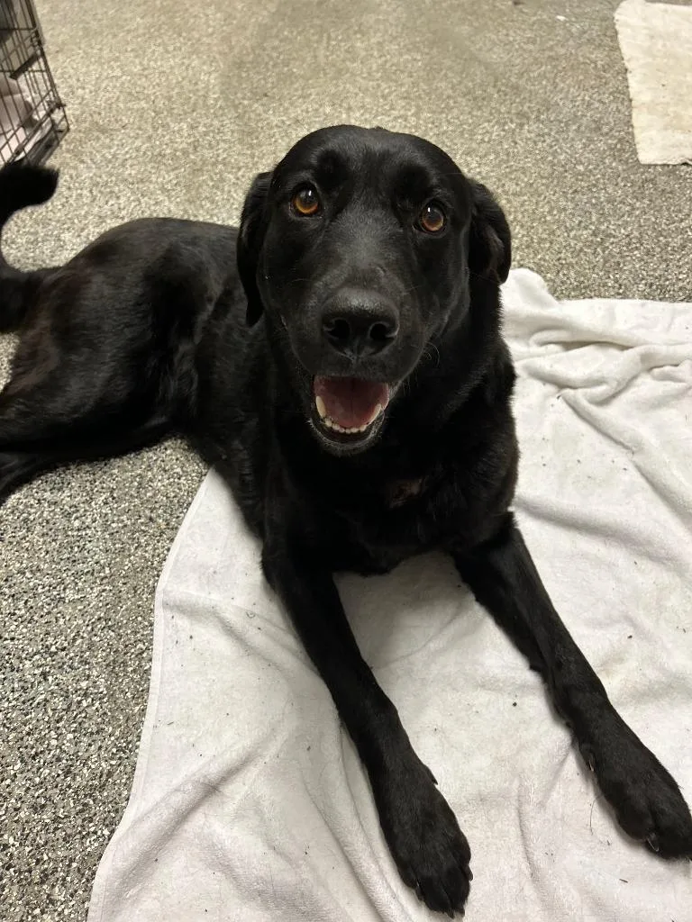 An adult large-sized female Labrador Retriever dog named Ellie for adoption in Austin, TX