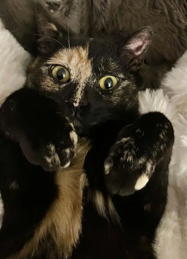 A young medium-sized female Tortoiseshell cat named Gidget for adoption in Anchorage, AK