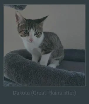 A young small-sized male Domestic Short Hair cat named Dakota for adoption in Beatrice, NE