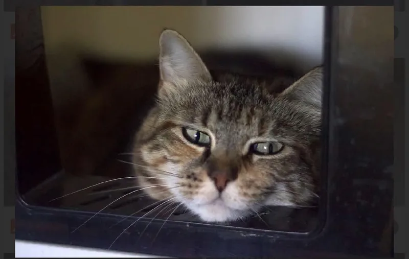 An adult medium-sized female Tabby (Tiger Striped) Domestic Short Hair cat named Leandra for adoption in Acushnet, MA
