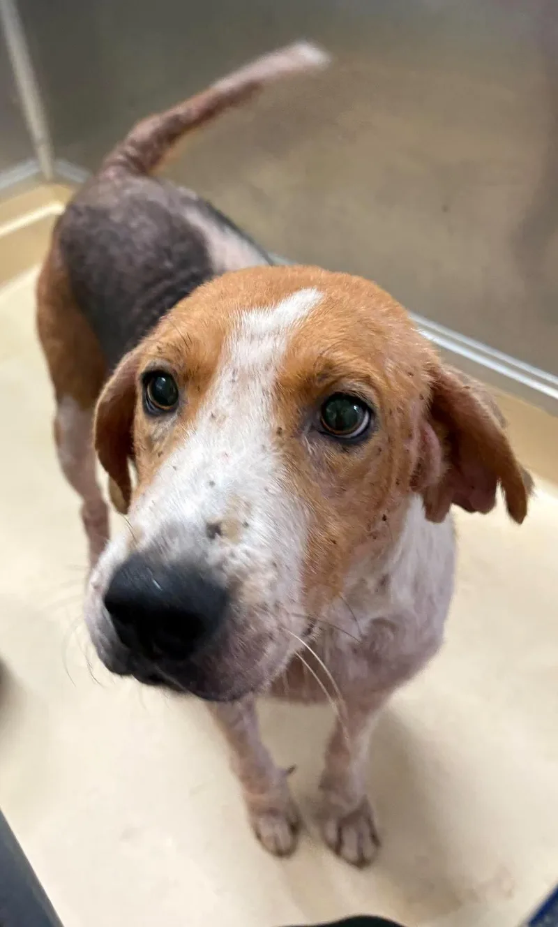 An adult medium-sized male Tricolor (Brown, Black, & White) Treeing Walker Coonhound dog named Delmar for adoption in Burgaw, NC