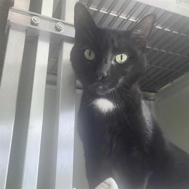 A young small-sized female Domestic Short Hair cat named Jade for adoption in Centerville, MA