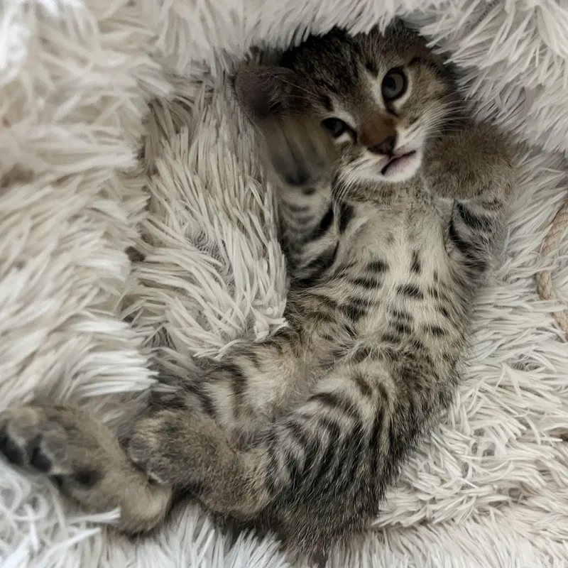 A baby medium-sized male Tabby (Gray / Blue / Silver) Domestic Short Hair cat named Doug And Siblings for adoption in Shingletown, CA