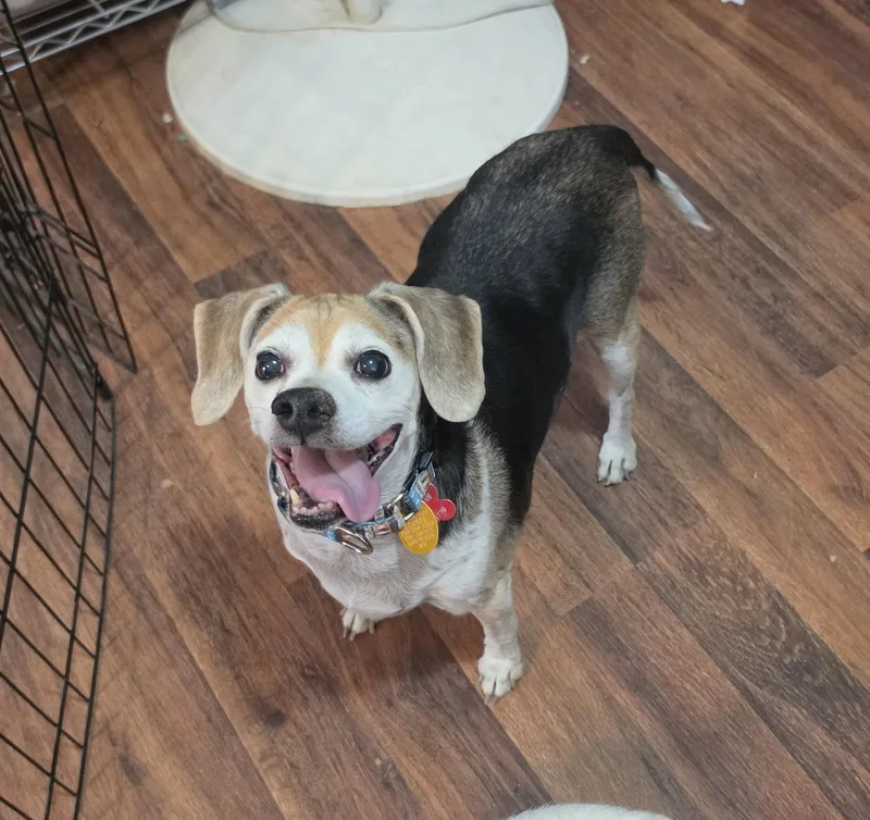 A senior medium-sized male Beagle dog named Beans for adoption in Las Vegas, NV