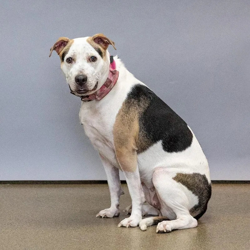 A young medium-sized female White / Cream Mixed Breed dog named Mercy for adoption in Council Bluffs, IA