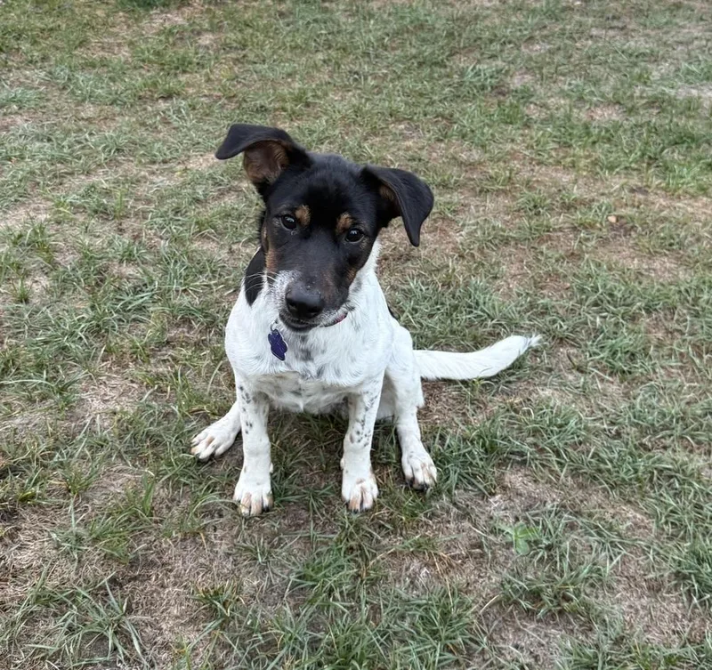 A young medium-sized female Foxhound dog named Dora for adoption in Fort Lupton, CO
