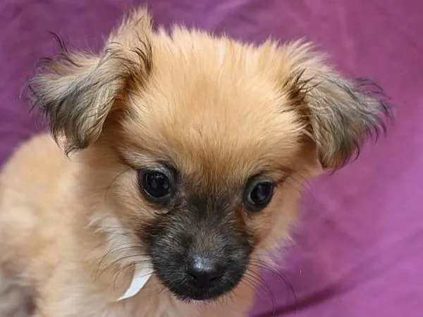 Zeba