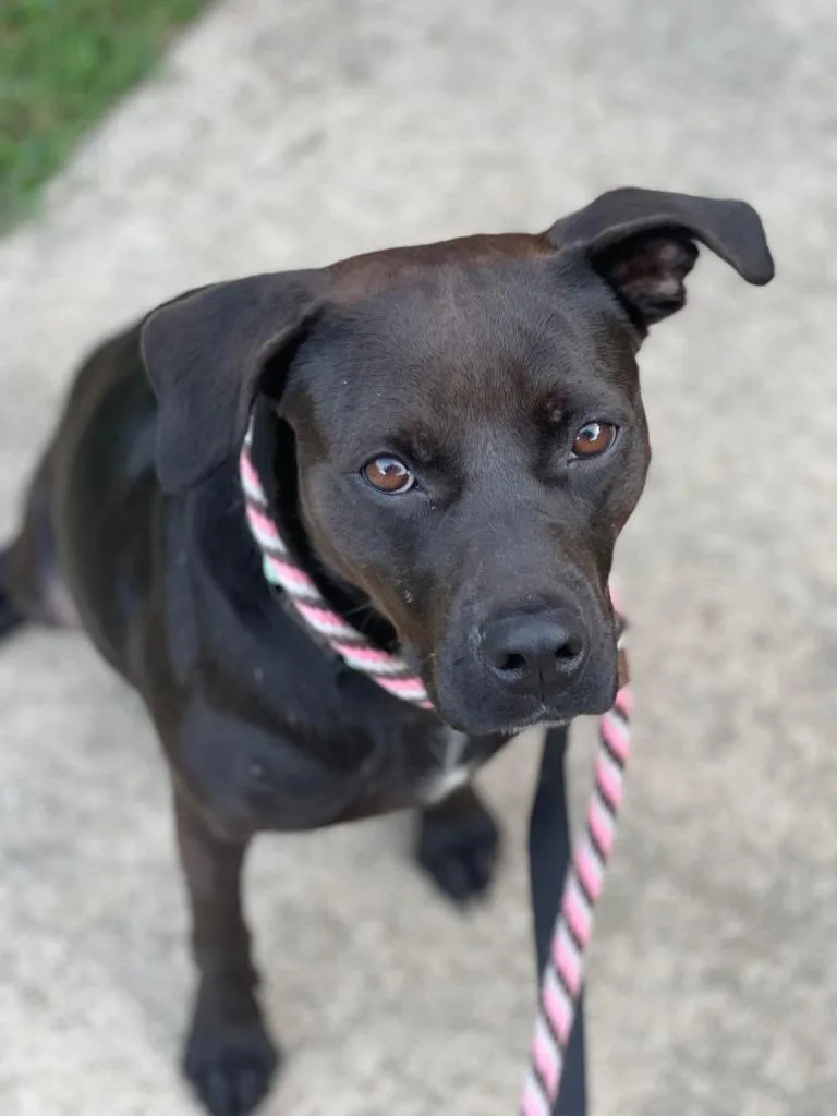 Sienna  A thumbnail 2