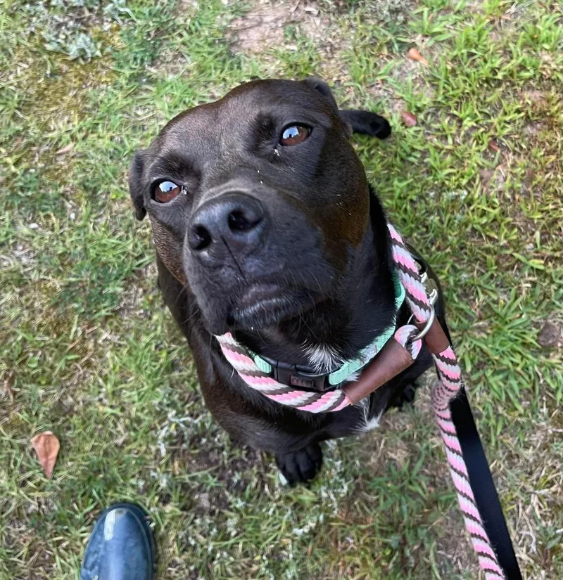 Sienna  A thumbnail 4