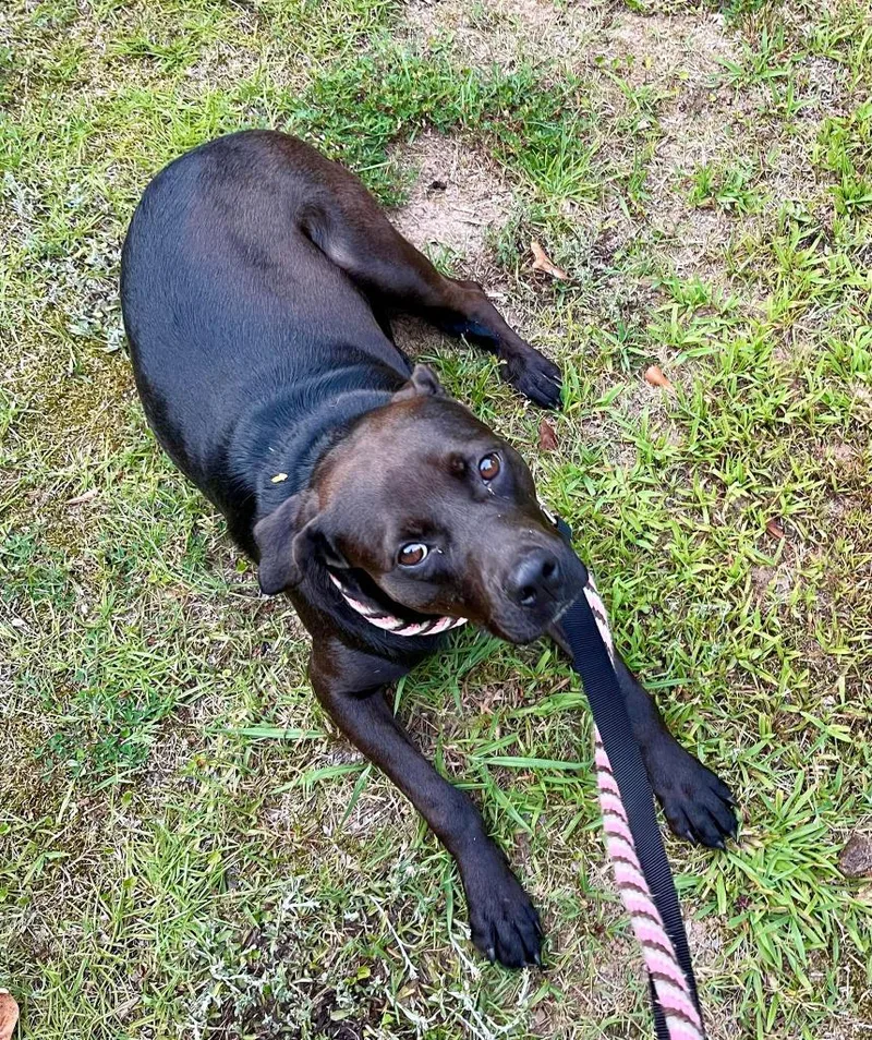 Sienna  A thumbnail 5