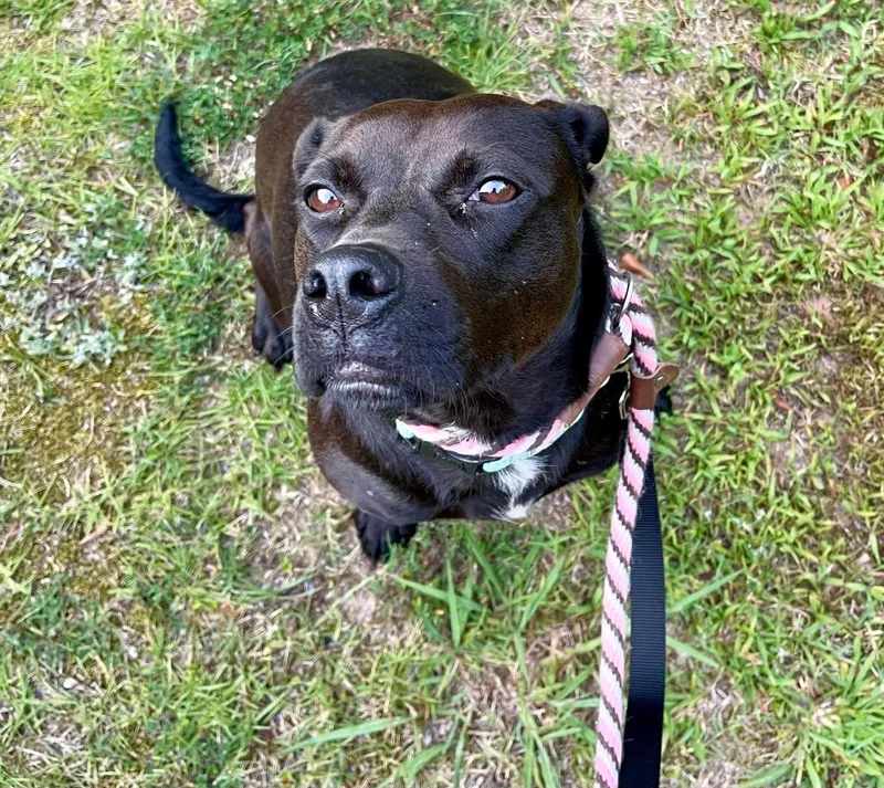 Sienna  A thumbnail 6