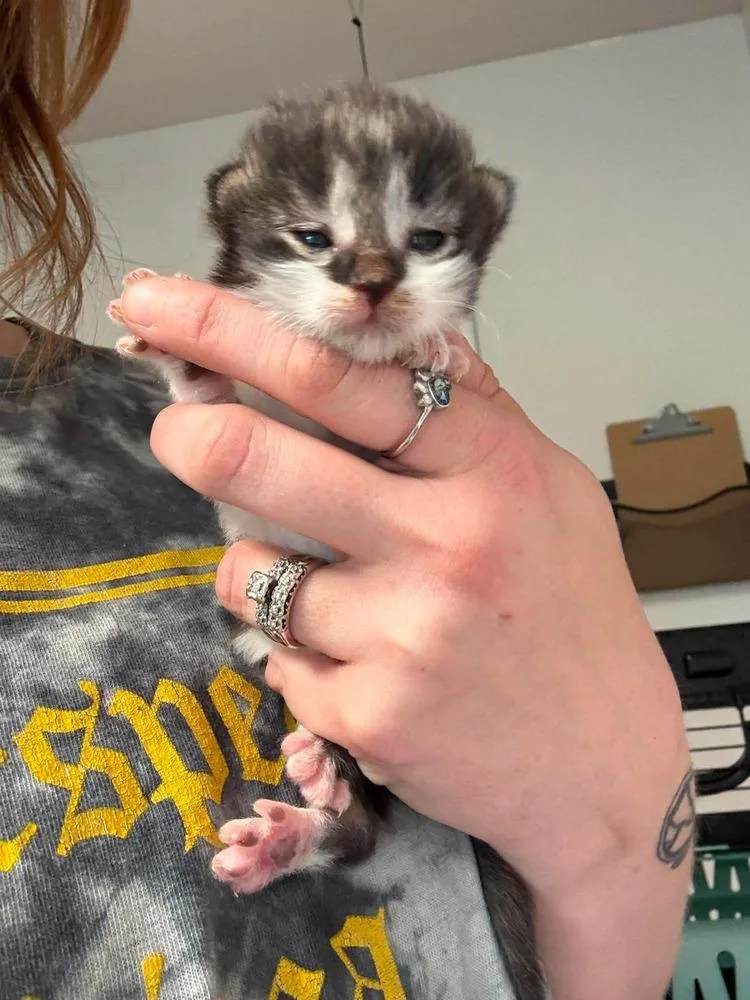 A baby medium-sized female Domestic Short Hair cat named Gold for adoption in Bolivar, MO