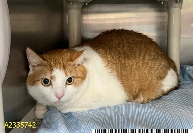 An adult large-sized female Domestic Short Hair cat named Meep for adoption in West Palm Beach, FL