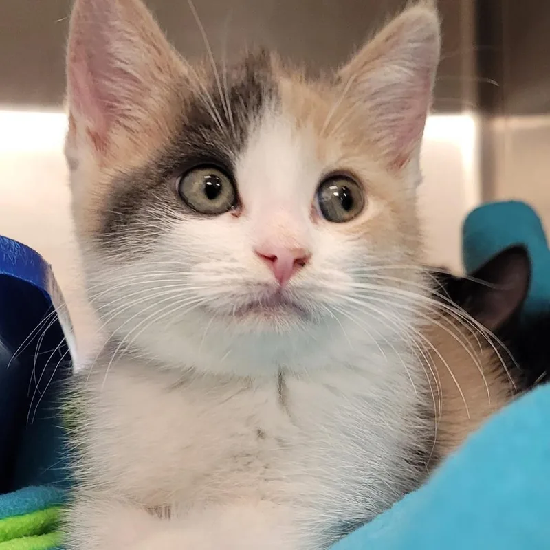 A baby small-sized female Calico Domestic Short Hair cat named Cali for adoption in Nashville, IN
