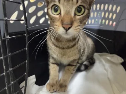 An adult small-sized female Domestic Short Hair cat named Freya for adoption in Honolulu, HI