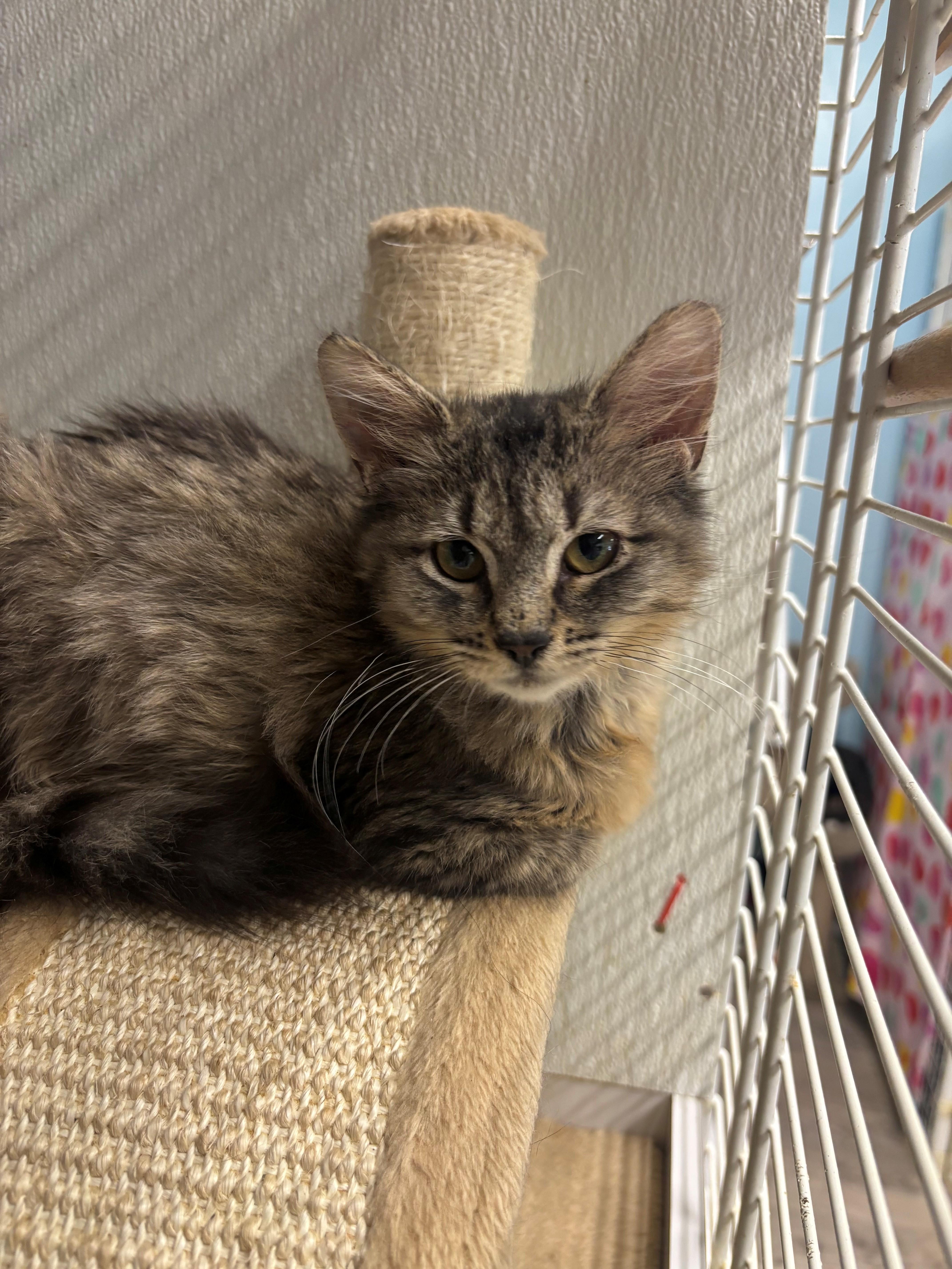 A baby small-sized female Domestic Long Hair cat named Ducky for adoption in Margate, FL