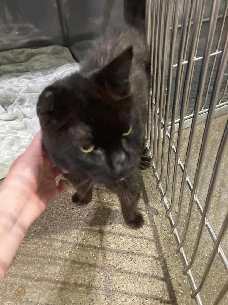 A senior medium-sized male Domestic Short Hair cat named Eli for adoption in Pierceton, IN