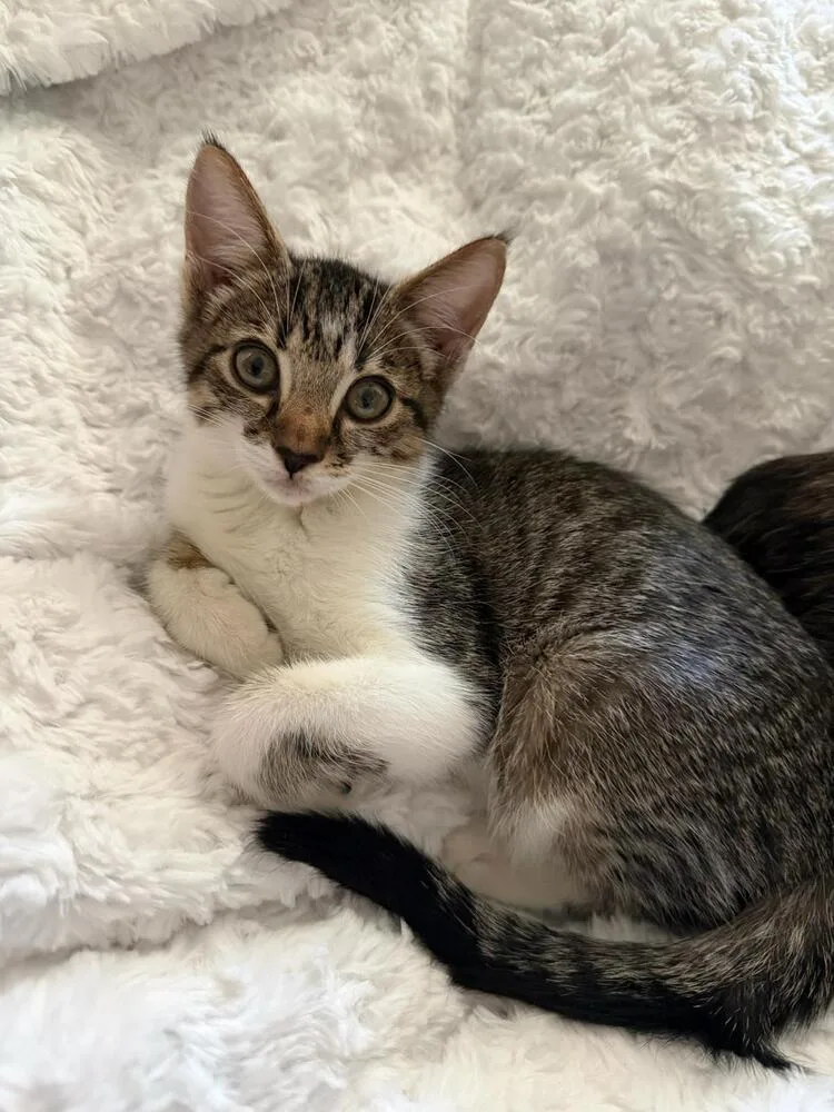 A baby small-sized male Gray & White Domestic Short Hair cat named Count Chocula for adoption in Orlando, FL