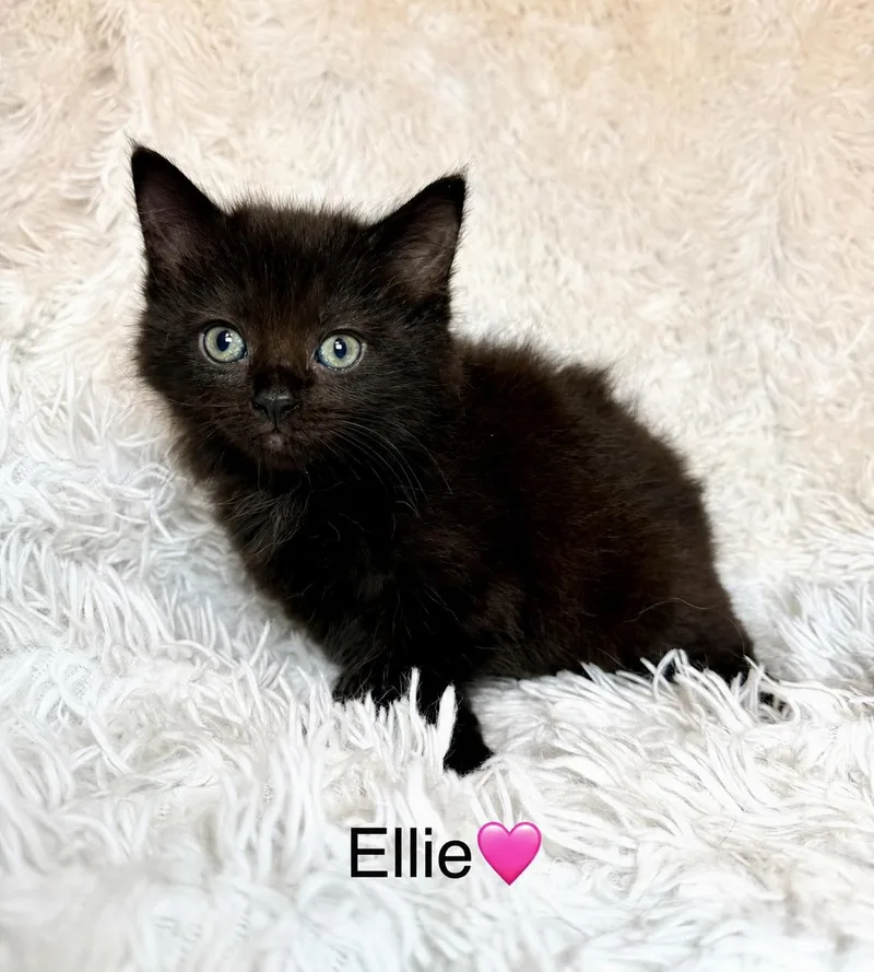 Ellie