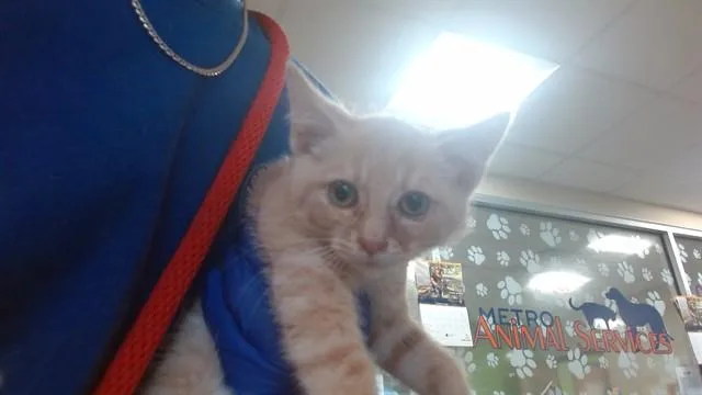 A baby small-sized male Domestic Short Hair cat named Din Djarin for adoption in Louisville, KY
