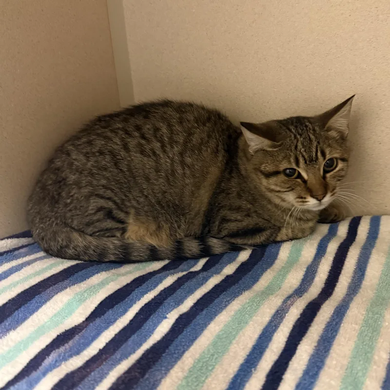 A young small-sized female Domestic Short Hair cat named Parker for adoption in Kearney, NE