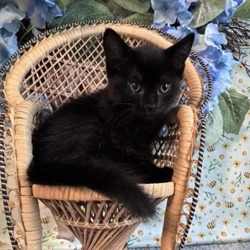 A baby small-sized female Black Domestic Short Hair cat named Dancing Queen for adoption in Toms River, NJ