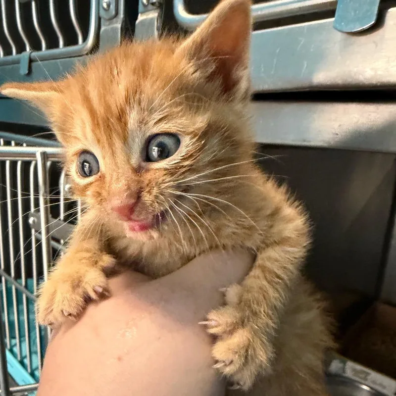 A baby small-sized male Orange / Red Domestic Short Hair cat named Marmalade for adoption in Troy, VA