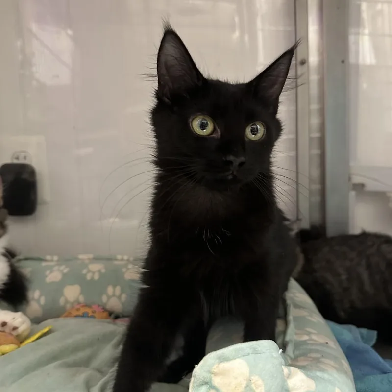 A young small-sized female Black Domestic Medium Hair cat named South for adoption in Mount Laurel, NJ
