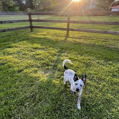 A young medium-sized female Gray / Blue / Silver Australian Cattle Dog / Blue Heeler dog named Milkshake for adoption in Philadelphia, PA