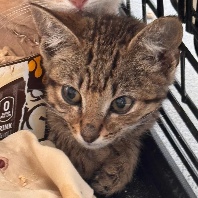 A baby small-sized male Brown / Chocolate Domestic Short Hair cat named Redwall for adoption in Lynchburg, VA