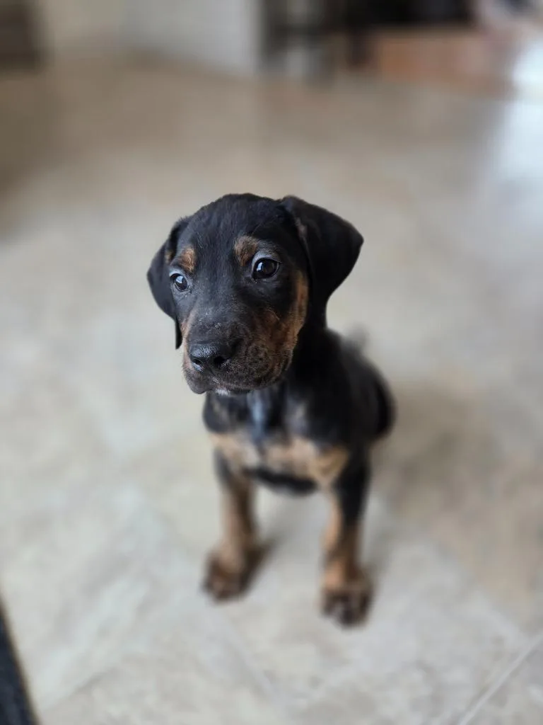 Downhill Danny thumbnail 2